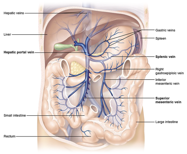 <p>Inferior and superior mesenteric veins, splenic vein, left gastric vein</p>