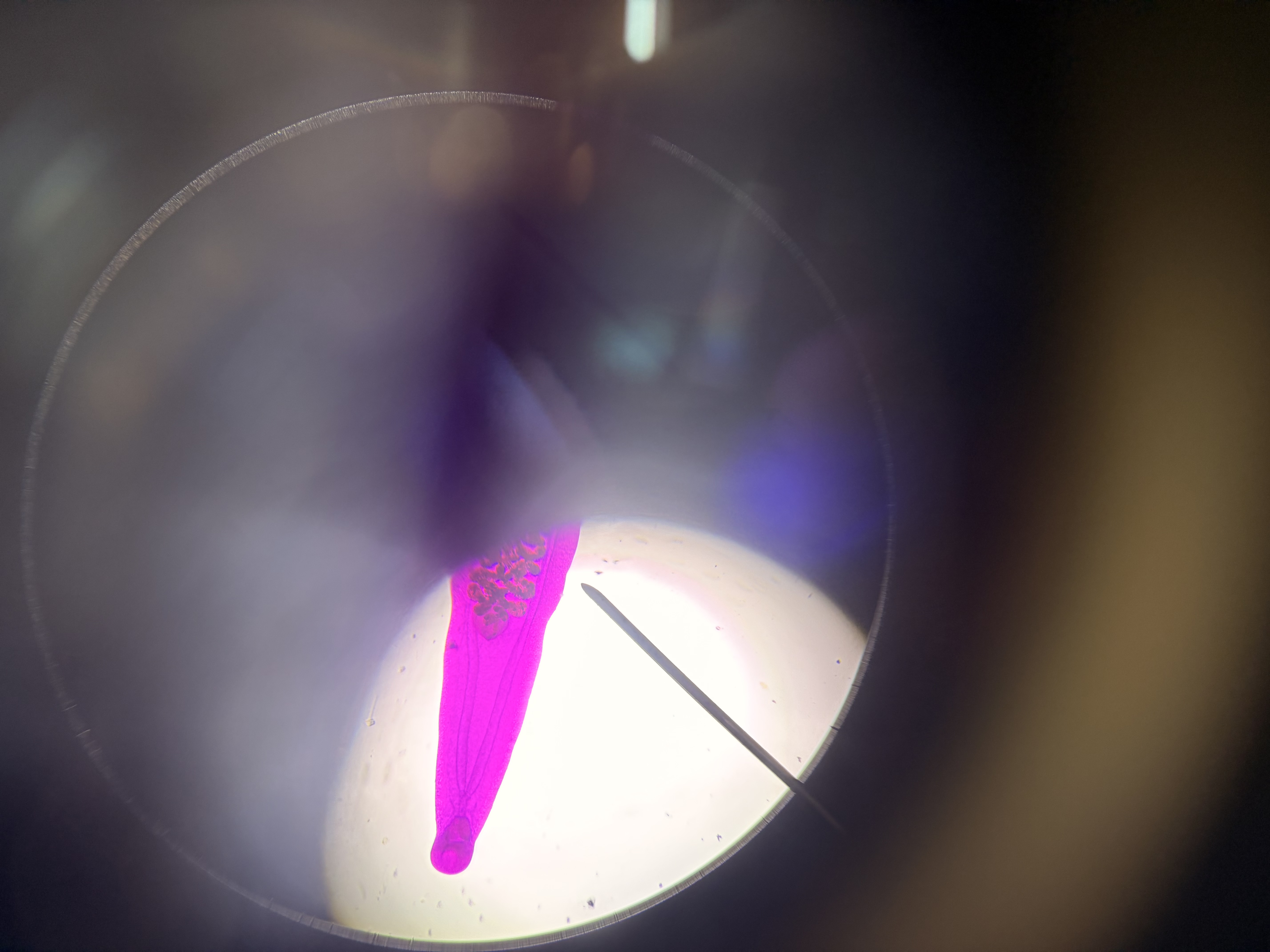 <p>What phylum and class does this organism belong to?</p>