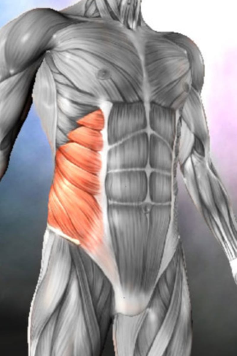 <p>External Oblique</p>