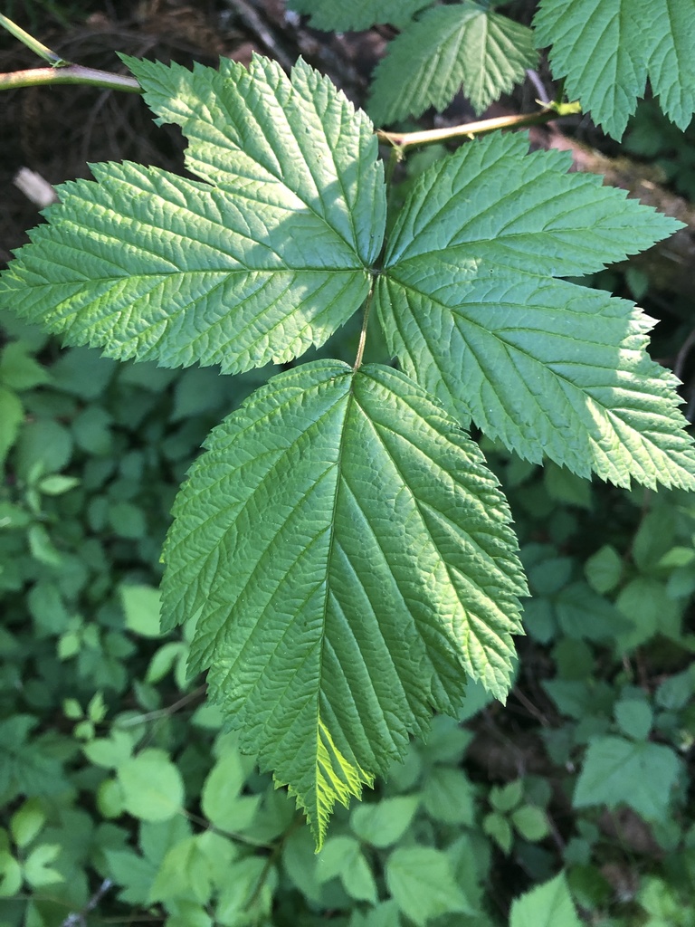 <p>Largely unarmed, twigs zig-zag, scattered prickles, golden brown, shedding, <mark data-color="#4c5346" style="background-color: rgb(76, 83, 70); color: inherit;">leaves make a butterfly</mark>.</p>