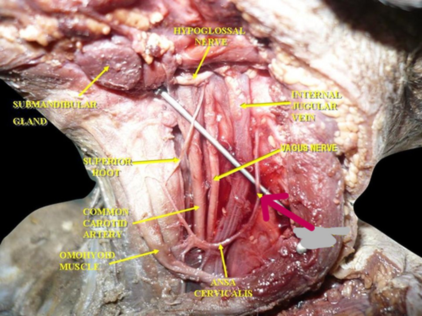 knowt flashcard image