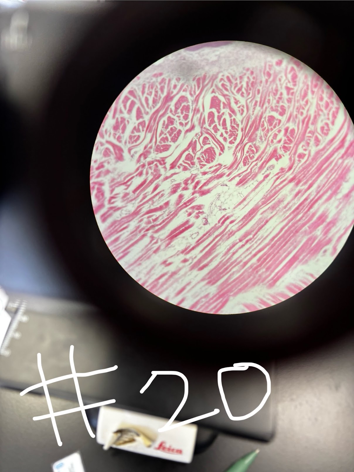 <p>Voluntary, striated, long and cylindrical, mutlinuclei</p>