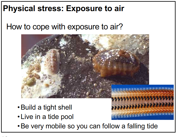 <p>-build a tight shell</p><p>-live in a tide pool</p><p>-be very mobile so you can follow a falling tide</p><p>-use their muscular foot to firmly attach to the rocks to reduce air exposure</p><p>-use their radula to scrap the rock and create a little dividen for them to sit in </p>