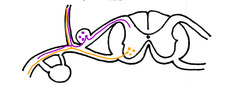 <p>What are the ventral nerves innervating (general)</p>