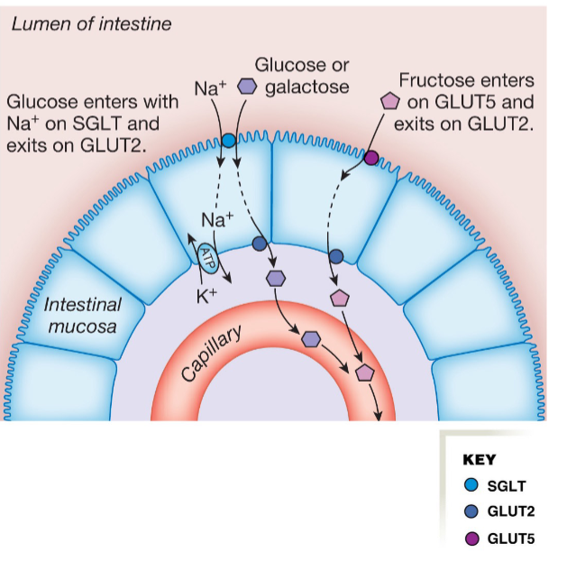 <p>Glucose</p>