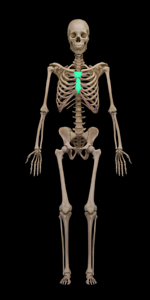 <p>Sternum</p>