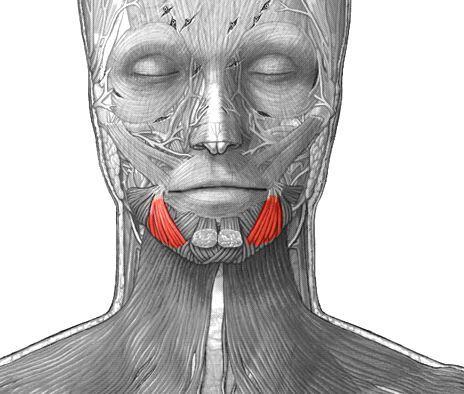 <p>Responsible for depressing the corners of the mouth, associated with frowning and expressing sadness. Located at the lower part of the face, lateral to the chin. It extends from the mandible to the angle of the mouth, forming a triangular shape </p>