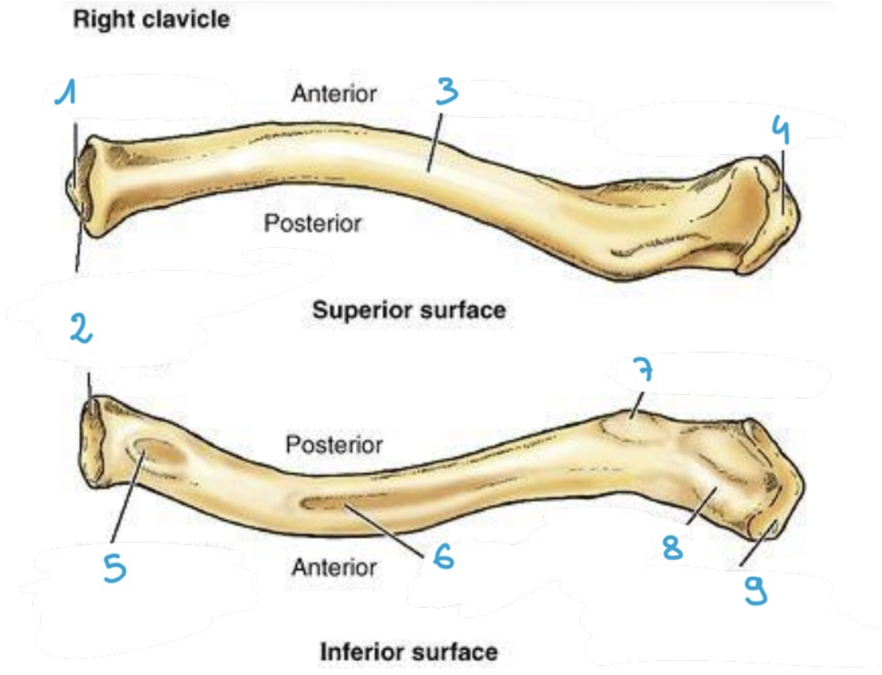 <p>identify structure #3 of the clavicle (superiorly) </p>