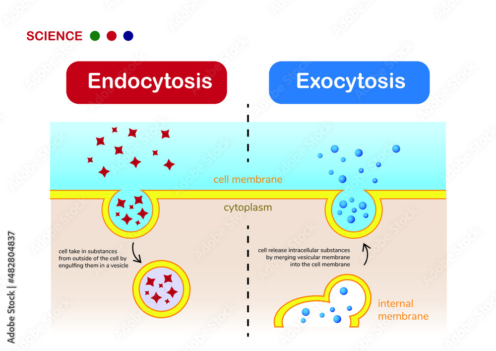 <ul><li><p>Endocytosis is used by the cells to take in water and molecules by folding them in vesicles from the plasma membrane</p></li><li><p>Exocytosis is when vesicles fuse with the plasma membrane to discharge molecules</p></li><li><p>Both of these require energy</p></li></ul><p></p>