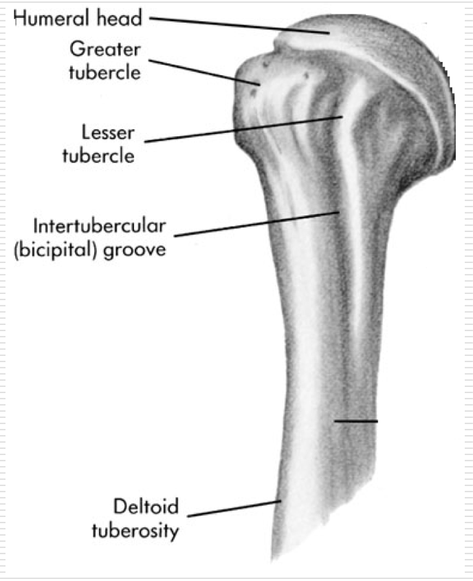 <p>Head </p><p>Greater Tubercle </p><p>Lesser Tubercle </p><p>Intertubercular (Bicipital) Groove </p><p>Deltoid Tuberosity </p>