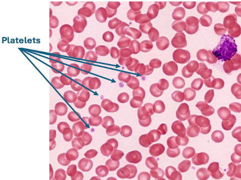 <p>What is its function? __________</p>