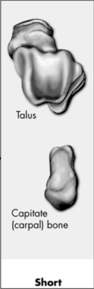 <ul><li><p>Small, cubical-shaped solid bones</p></li><li><p>Have proportionally large articular surfaces to articulate with multiple bones</p></li><li><p>Examples: carpals and tarsals</p></li></ul><p></p>
