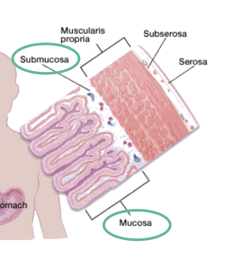 <p>Mucosa<br>Submucosa<br>Muscularis<br>Serosa</p>