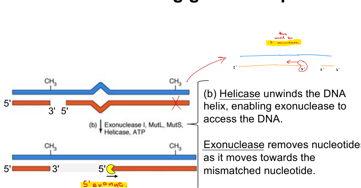 <ul><li><p><strong><u>5’ (5’ to 3’) exonuclease</u></strong> IF “nick” is 5’ / upstream from the mismatch</p><ul><li><p>so moving from nick to mismatch is downstream (5’→3’)</p></li></ul></li><li><p><strong><u>3’ (3’ to 5’) exonuclease</u></strong> IF “nick” is 3’ / downstream from the mismatch</p><ul><li><p>so moving from nick to mismatch is upstream (3’→5’)</p></li></ul></li></ul><p>^^ just depends on relative position of nick and mismatch</p><p>can act  <strong><u>EITHER </u></strong>upstream or downstream of the nick, but not in both directions at the same time</p><p>__</p><p>removes single mismatch — exonuclease activity via DNA poly</p><ul><li><p>(b/c acts once it recognize a mismatch during replication)</p></li></ul><p>large nucleotide sequence that can contain multiple mismatches — mismatch repair</p><ul><li><p>(b/c acts after replication is over, so can possibly have multiple mismatches that are removed by the <u>exo</u>nuclease)</p></li></ul><p></p>