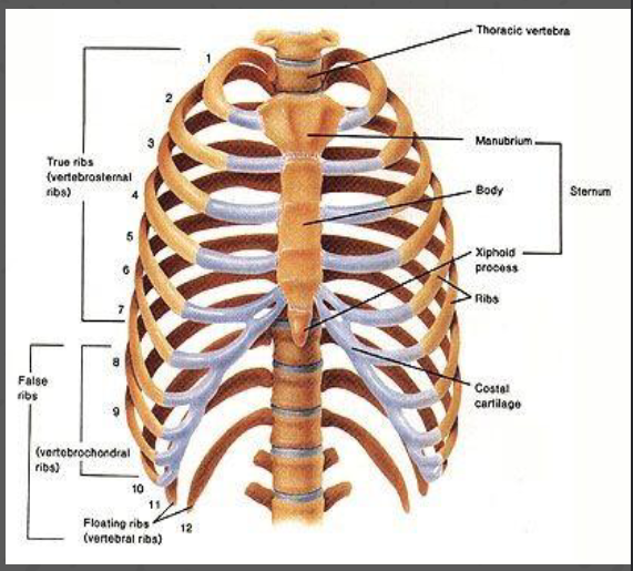 <p>Sternum</p><ul><li><p>Manubrium, body, xiphoid process</p></li></ul><p></p><p>Ribcage: 12 pairs of ribs</p><ul><li><p>True Ribs 1-7: connect directly to sternum vial costal cartilage</p></li><li><p>False Ribs 8-10: connect indirectly to sternum through 7th rib by cartilage</p></li><li><p>Floating Ribs 11-12: do not connect to sternum, only to spine</p></li></ul><p></p>