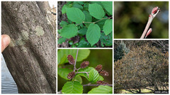 <p>Betulaceae - Alnus serrulata</p>