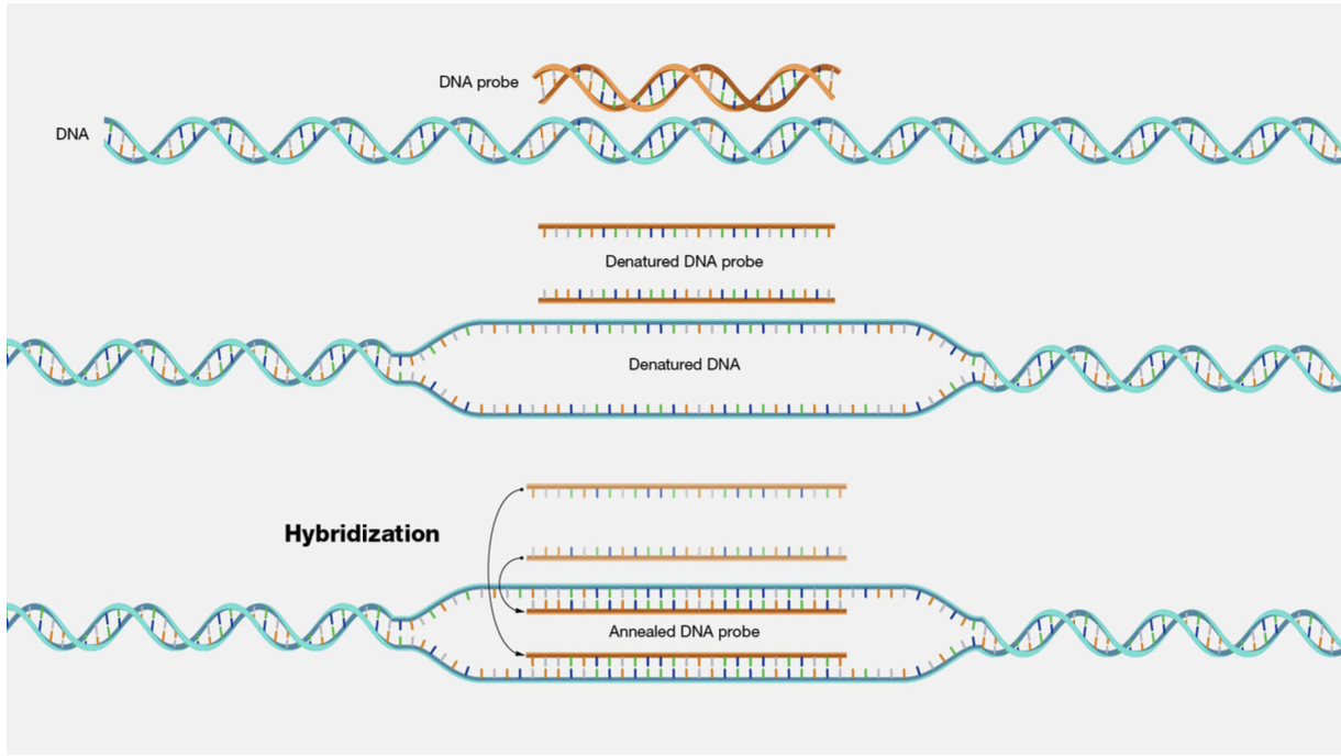 <ul><li><p>Annealing/binding of ssDNA or RNA probe with ssDNA or RNA target</p><ul><li><p>Formation of complementary base pairs</p></li></ul></li><li><p>Goal is to optimize specific target:probe binding while minimizing non-specific binding</p></li></ul><p></p>
