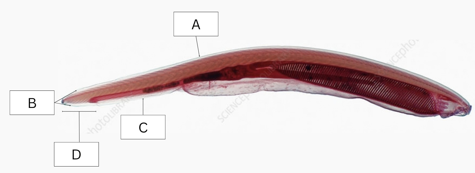 <p>What is structure B in the following diagram?</p>