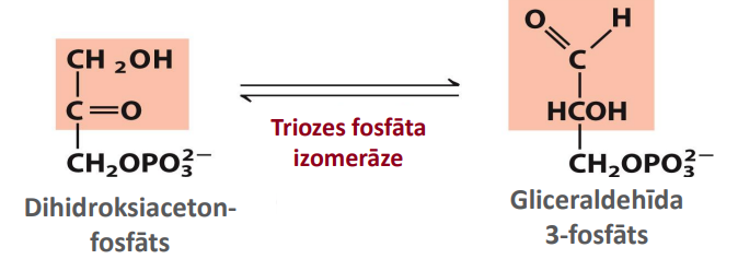 <p>Nosaukums: Triozes fosfāta izomerizācija</p><p>Substrāts: Dihidroksiacetonfosfāts</p><p>Produkts: Gliceraldehīda 3-fosfāts</p><p>Enzīms: Triozes fosfāta izomerāze</p><p>Citas īpatnības: Sniedz iespēju glikolīzei turpināties kā vienam bioķīmiskajam ceļam. Termodinamiski neizdevīga/atgriezeniska. Produkta GA3F koncentrācija ir zema, lai reakcijas līdzsvars būtu novirzīts uz labo pusi</p>