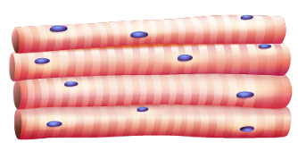 <p>Skeletal muscle</p>