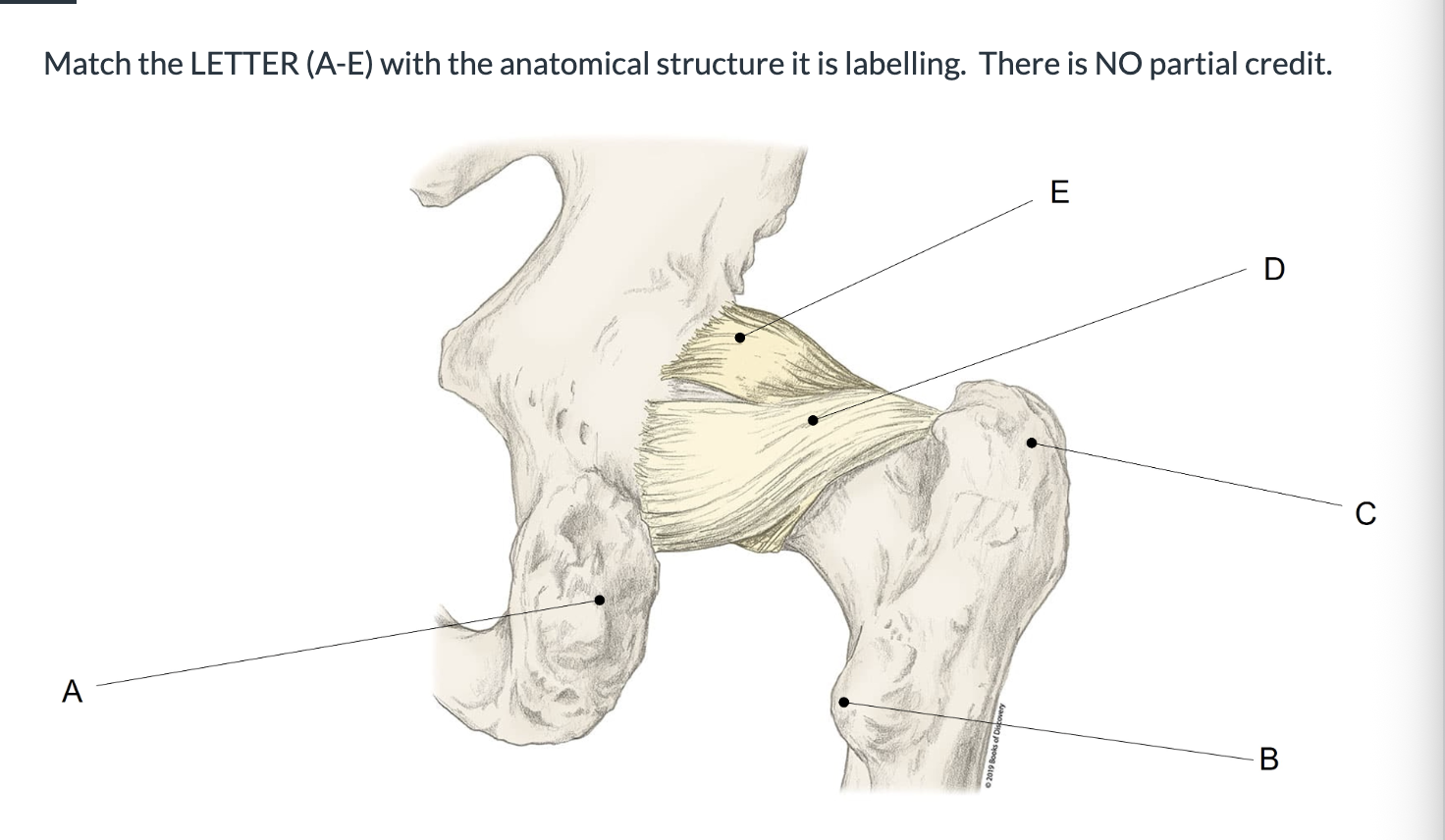 <p><span>Match the LETTER (A-E) with the anatomical structure it is labelling. &nbsp;There is NO partial credit.</span></p>