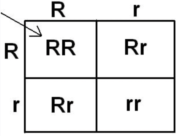 <p>shows possible offspring and probability of a certain trait being passed onto an organism</p>