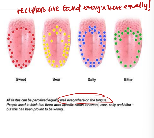 <ul><li><p>∙ Sweet receptors</p><ul><li><p>∙Sugars</p></li><li><p>∙Saccharine</p></li><li><p>∙Some amino acids</p></li></ul></li><li><p>∙ Sour receptors</p><ul><li><p>∙Acids</p></li></ul></li><li><p>∙ Bitter receptors</p><ul><li><p>∙Alkaloids</p></li></ul></li><li><p>∙ Salty receptors</p><ul><li><p>∙ Metal ions</p></li></ul></li><li><p>∙ Umami (MSG)</p><ul><li><p>∙ glutamic or aspartic acid</p></li></ul></li></ul><p></p>
