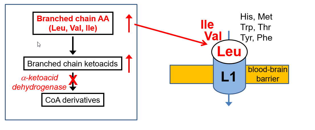 <p>High Blood levels of Leu → occupy L1 → other LNAA going in </p><ul><li><p>Low His, Trp and Tyr → compromise NT synthesis → severe CNS dysfunction</p></li></ul><p></p>