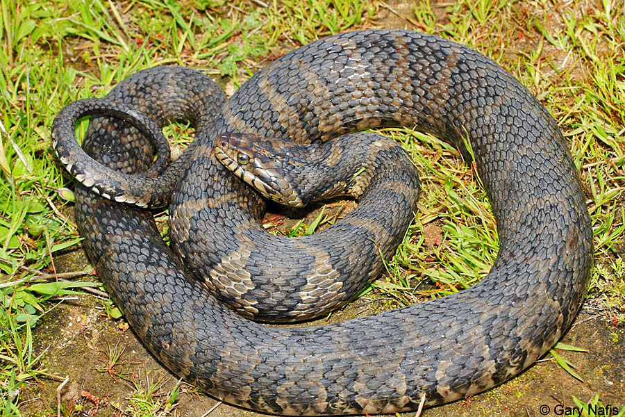 <p>Colubridae. Found statewide. Aquatic</p>