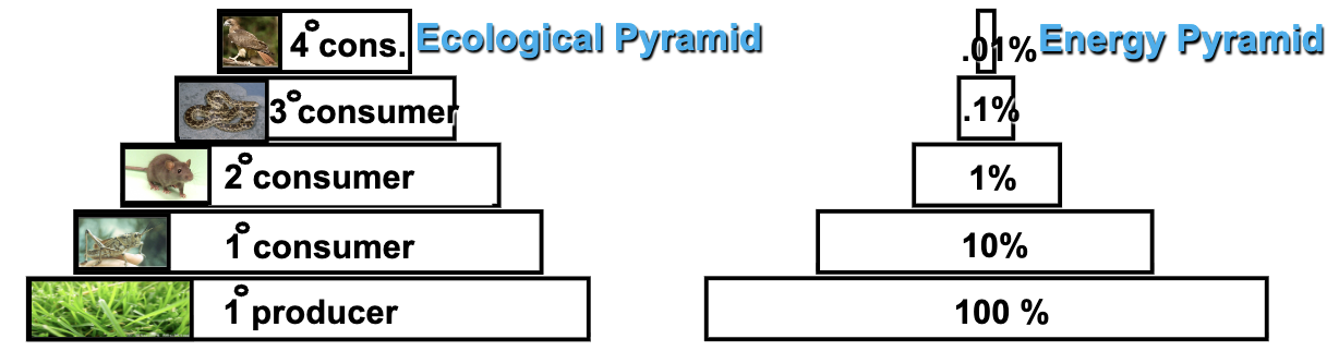 <p>Def: Length of food chain is limited by the inefficiency of energy transfer</p><p>Why there are few top predators</p><p>Biomass: measure of dry tissue (carbon) weight an organism contains</p><p>Energy: average of 10% of energy is transferred from one level to next</p><ul><li><p>Lost to metabolic processes (build, repair, inefficiency, heat)</p></li></ul><p></p>