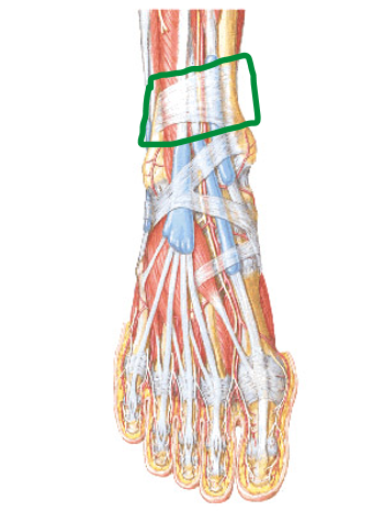 <p><span>•Attachments</span></p><p><span>–Laterally to the distal anterior border of the fibula</span></p><p><span>–Medially to the distal anterior border of the tibia</span></p><ul><li><p>Holds: TA, EHL, EDL, PT</p></li></ul><p>(Extensor = holds down muscles that extends)</p>