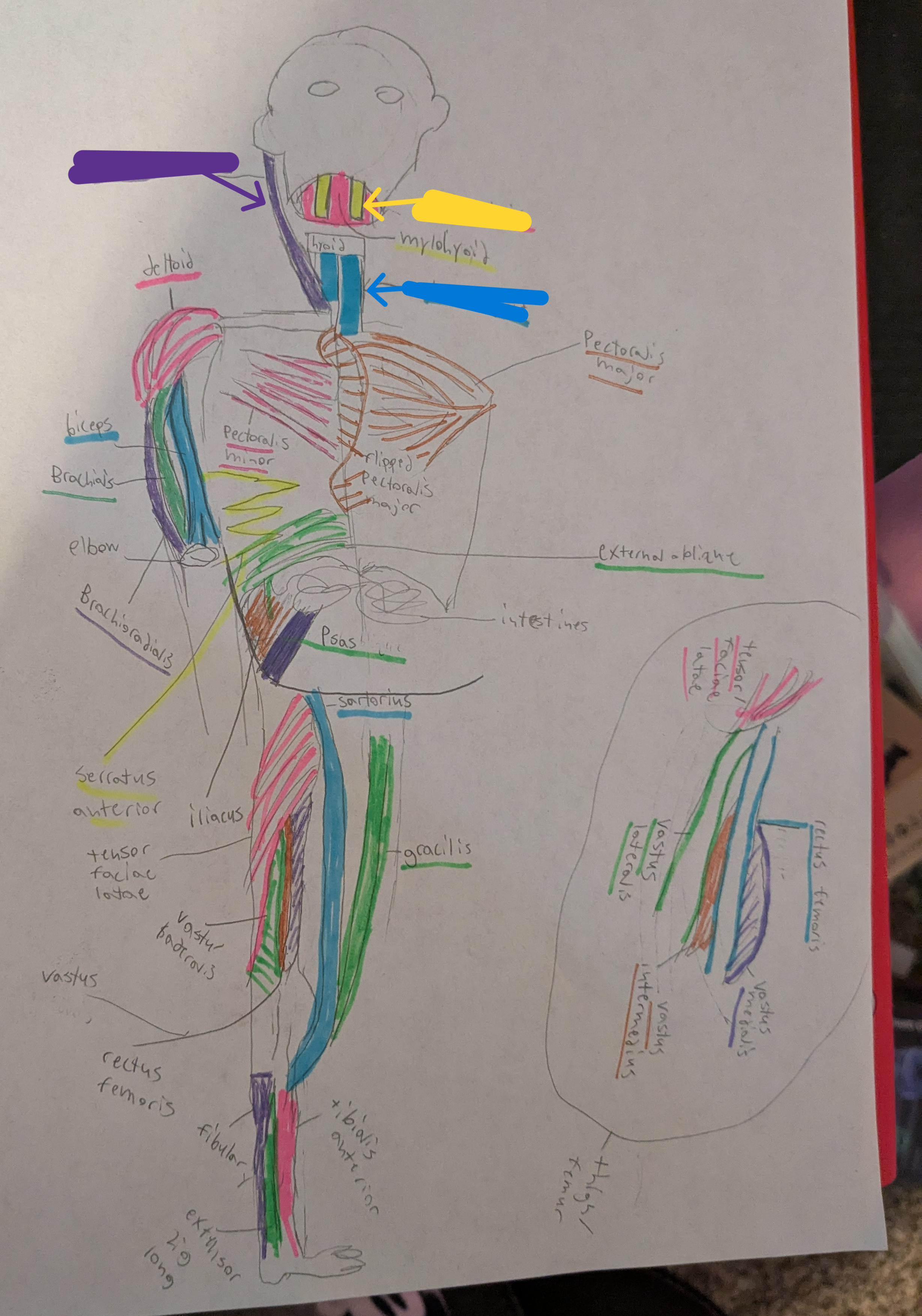 <ul><li><p>purple= sternocleidomastoid</p></li><li><p>yellow= digastric</p></li><li><p>blue= sternohyoid</p></li></ul><p></p>