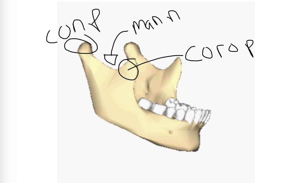 <p>condylar process of the mandible</p>