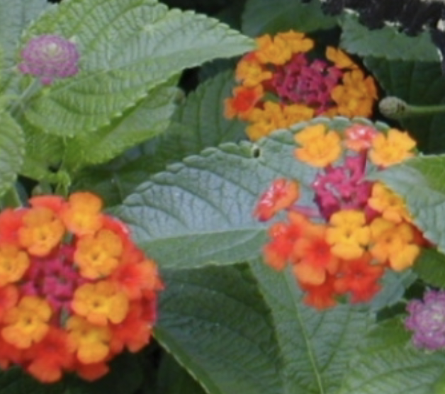 <p>flowers pollinated by _ are Red, orange and yellow; have Nectar tubes and a landing platform, and feature No odor</p>