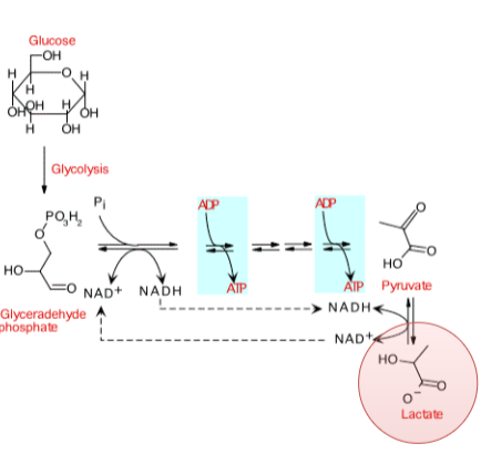 <p>only makes lactate, uses EMP</p>