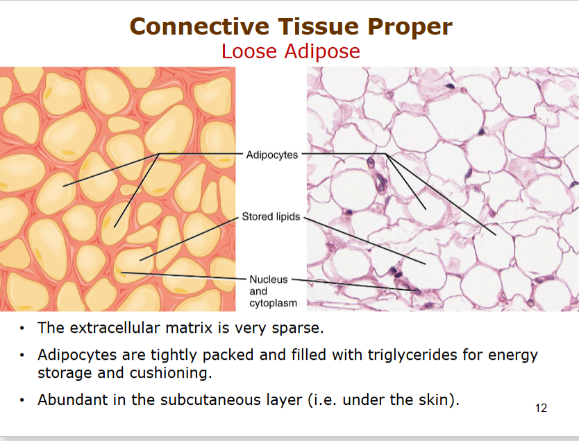 <p>ECF is sparse (loose)</p><p>adipocytes are TIGHTLY packed, store triglyceries for energy storage and cushioning</p><p>abundant in subcutaneous(under skin) layer</p>