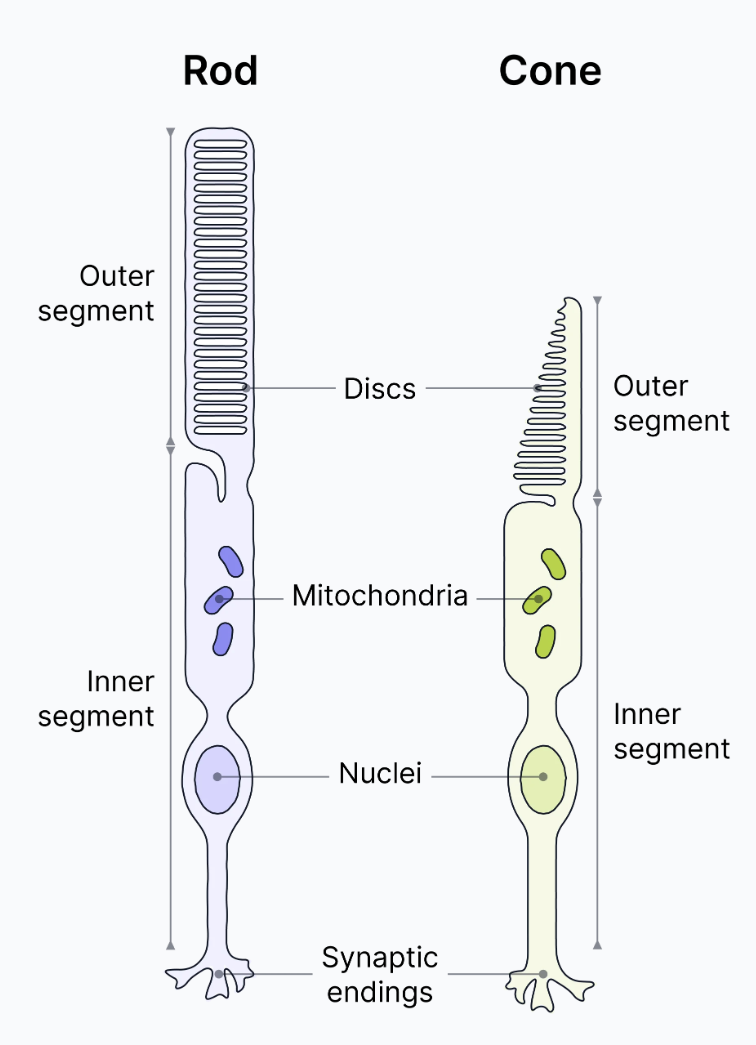 <p><strong>Rod &amp; cone cells:</strong></p><ul><li><p>form synapses with bipolar neurones, which in turn, synapse with ganglion cells</p></li><li><p>the axons of the ganglion cells cover the inner surface of the retina &amp; eventually form the optic nerve that leads to the brain</p></li><li><p>each cone cell is connected to one bipolar neurone, while rod cells are connected in groups to a single bipolar neurone (i.e. retinal convergence)</p></li></ul><p></p>