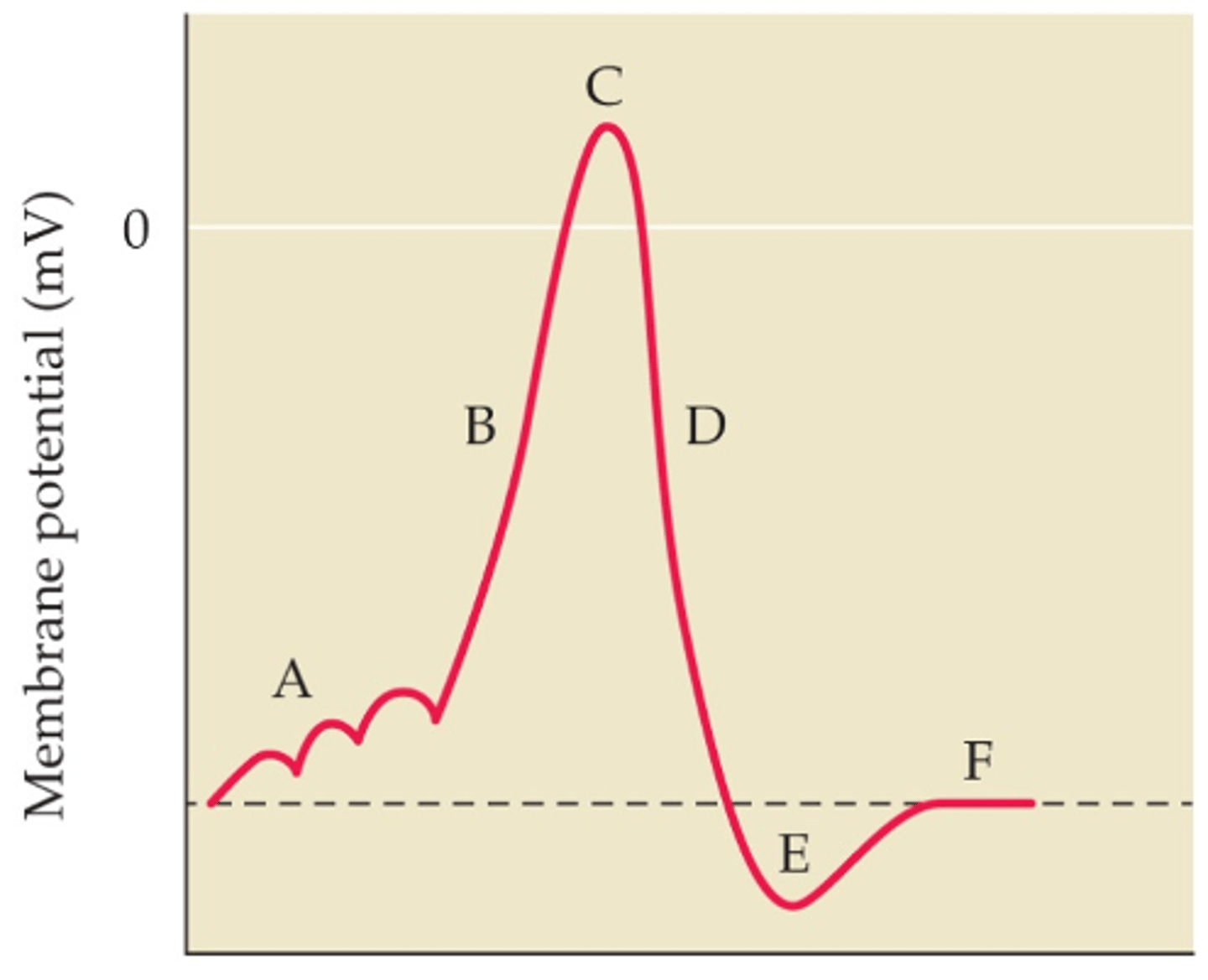 <p>potassium, out of</p>
