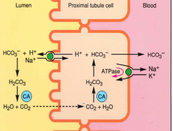 <ul><li><p>HCO3 is secreted by the glomeruli (cannot be directly reabsorbed)</p><ul><li><p>converts to CO2 + H2O, then can be absorbed </p></li></ul></li></ul><p></p>