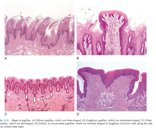 <p>What are the 4 shapes of papillae (a-d)</p>