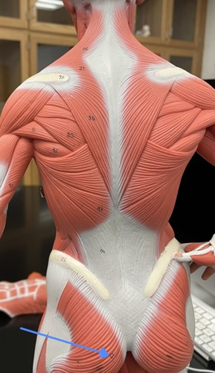 <p>gluteus maximus</p><p>origin:</p><p>insertion:</p><p>action:</p>