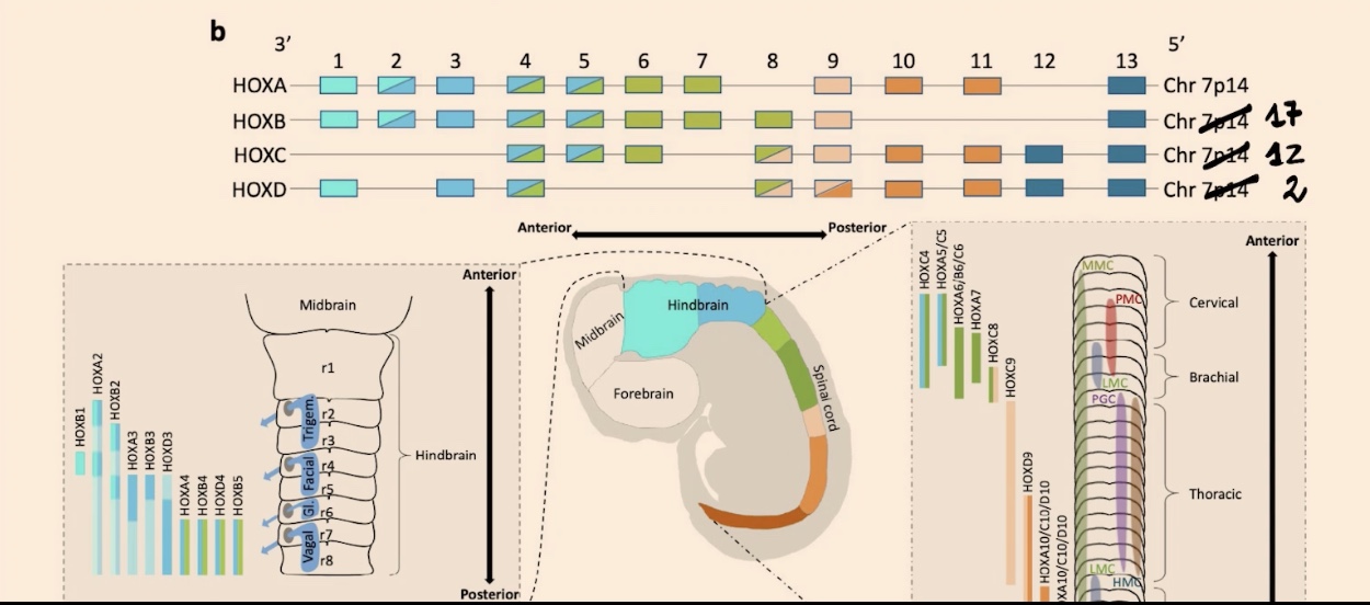 <p>How is the spinal cord organized, and what is the functional result of its Hox gene gradients?</p>