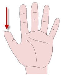 <p>the thumb</p>