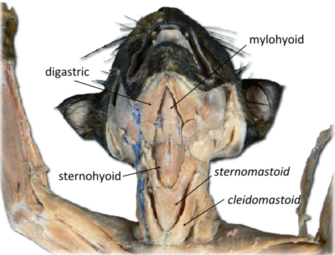 <p>What is the insertion of this muscle? (NO IMAGE - C)</p>