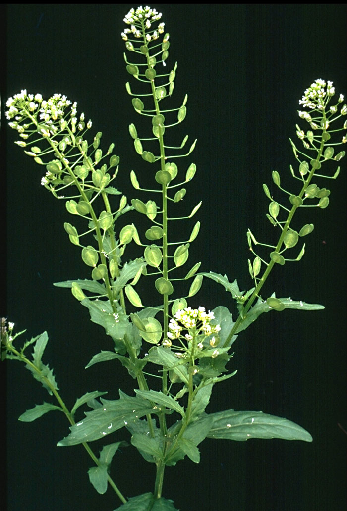 <p>Identify the weed</p>