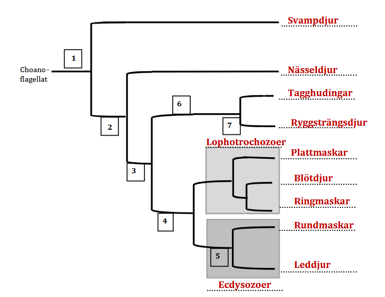 <ol><li><p>Svampdjur (flercelliga) </p></li><li><p>Nässeldjur (Flercellighet,  Symmetri, två cellager, matspjälkningssystem)</p></li><li><p>Plattmaskar, blötdjur och ringmaskar. </p></li><li><p>Rundmaskar och leddjur. </p></li><li><p>Tagghudingar och ryggsträngsdjur </p></li></ol><p></p>