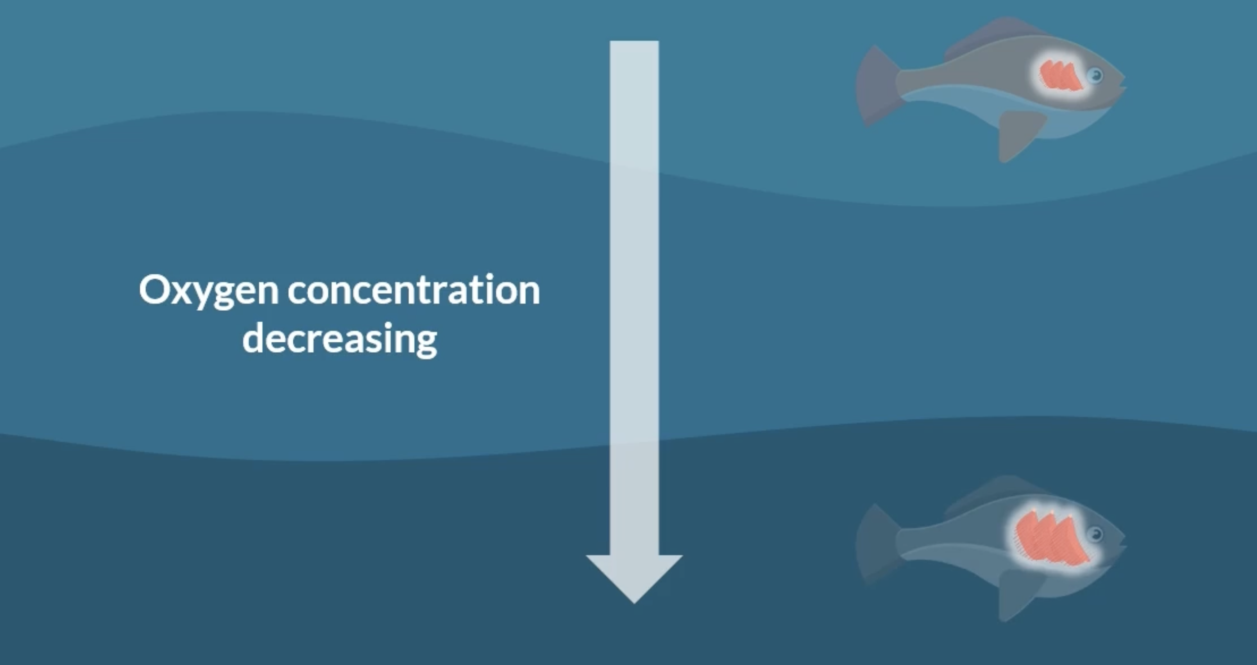 <p>in environments where oxygen concentration is less, fish are adapted to have larger gills = larger SA. they are able to get enough oxygen</p><p>in environments where oxygen concentration is more, fish are adapted to have smaller gills = smaller SA</p><p>as the oxygen concentration of an environment decreases, the gill SA: body mass ratio increases</p><p></p>
