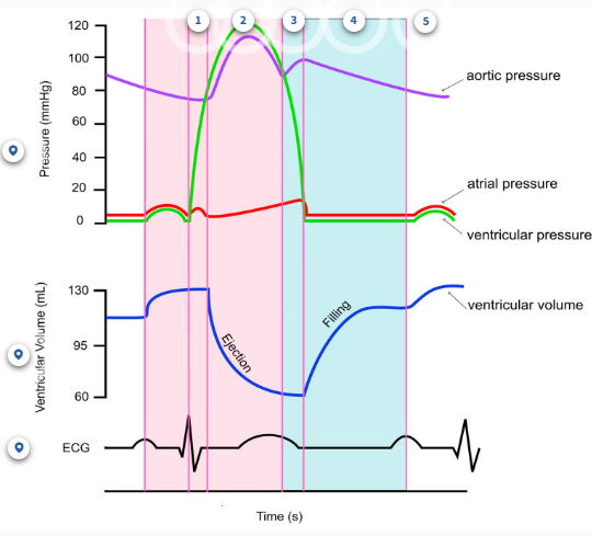 <ul><li><p>sequence of events occur in EVERY SINGLE heartbeat</p></li><li><p>go thru 5 phases of systole (contract) &amp; diastole (relax) during 1 heart beat</p></li></ul><p></p>