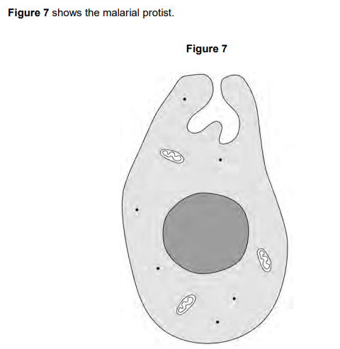 <p>The malarial protist is a eukaryotic cell</p><p>Describe three ways the structure of the malarial protist is different from the structure of a prokaryotic cell</p><p>Do not refer to size in your answer (3)</p>