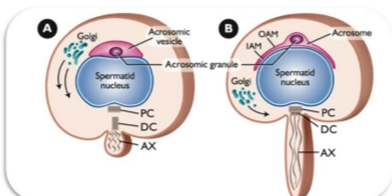<p><strong>Key Events</strong></p><ul><li><p>The acrosome <strong>spreads over the nucleus</strong>, forming a “cap.”</p></li><li><p>The nucleus begins to <strong>polarize</strong> (one side becomes the head region).</p></li><li><p>Tail (axoneme) begins forming from the <strong>centrioles</strong>.</p></li></ul><p><strong>What to memorize</strong></p><ul><li><p><strong>Acrosome spreads over the nucleus → forms the acrosomal cap.</strong></p></li></ul><p><span><strong>Key Events</strong></span></p><ul><li><p><span>The <strong>acrosomal vesicle</strong> (formed in the Golgi phase) now:</span></p><ul><li><p><span>Moves to the <strong>top of the nucleus</strong></span></p></li><li><p><span>Begins to <strong>spread over the nuclear surface</strong></span></p></li></ul></li><li><p><span>The round spermatid now looks like a <strong>mushroom</strong> (cap sitting on a round head).</span></p></li></ul><p><span><strong>Other events</strong></span></p><ul><li><p><span><strong>Centrioles</strong> and other organelles begin to migrate and align.</span></p></li><li><p><span>These centrioles will later form:</span></p><ul><li><p><span>The <strong>axoneme</strong> (core of the tail)</span></p></li><li><p><span>The <strong>base of the flagellum</strong></span></p></li></ul></li></ul><p><span><strong>What to memorize</strong></span></p><ul><li><p><span><strong>Cap phase = acrosome sits on nucleus + begins spreading.</strong></span></p></li><li><p><span><strong>Tail precursors begin organizing.</strong></span></p></li></ul><p></p>